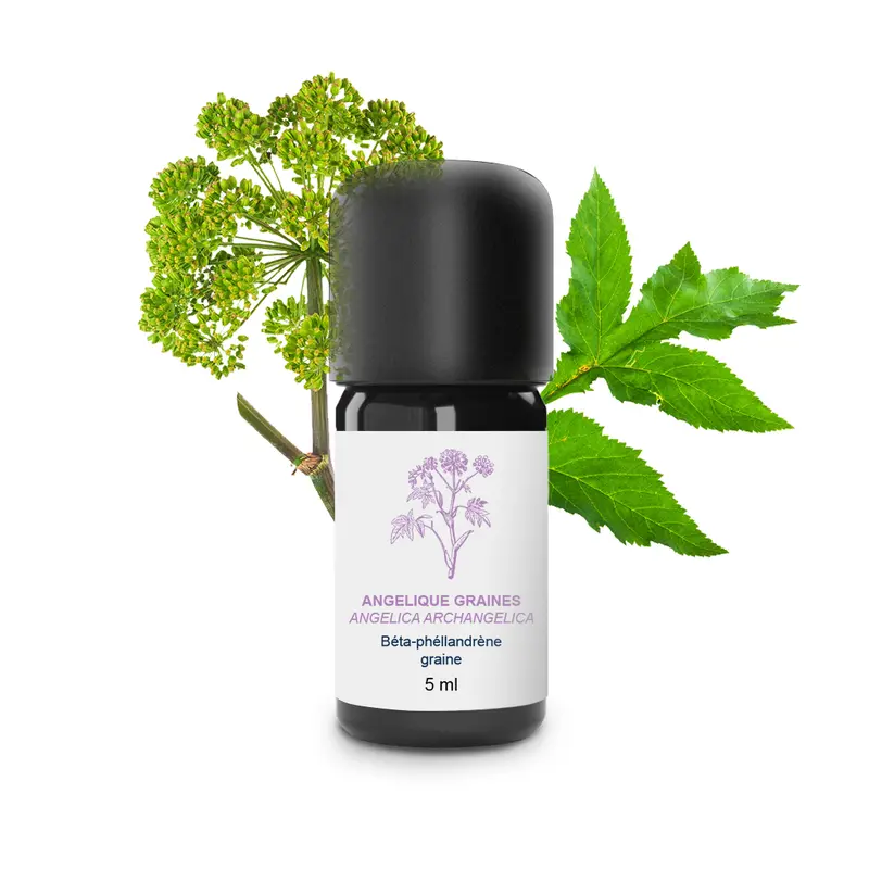 Huile Essentielle d'Angélique graines 100% Bio et Artisanal
