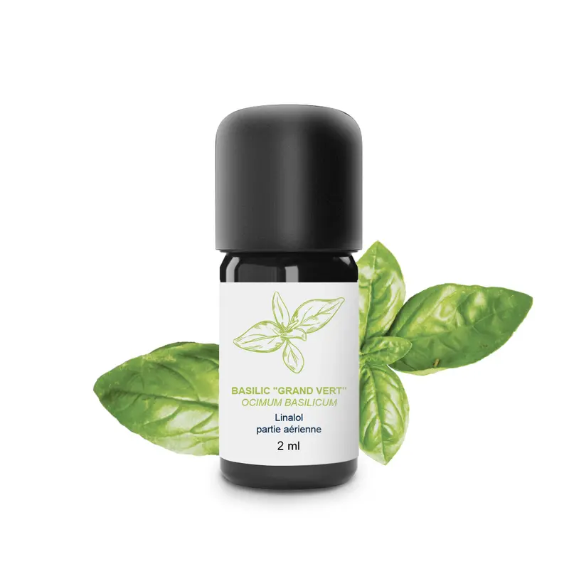 Huile Essentielle de Basilic grand vert 100% Bio et Artisanal
