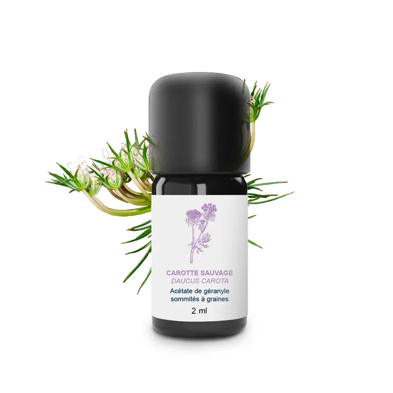 Huile Essentielle de Carotte sauvage 100% Bio et Artisanal