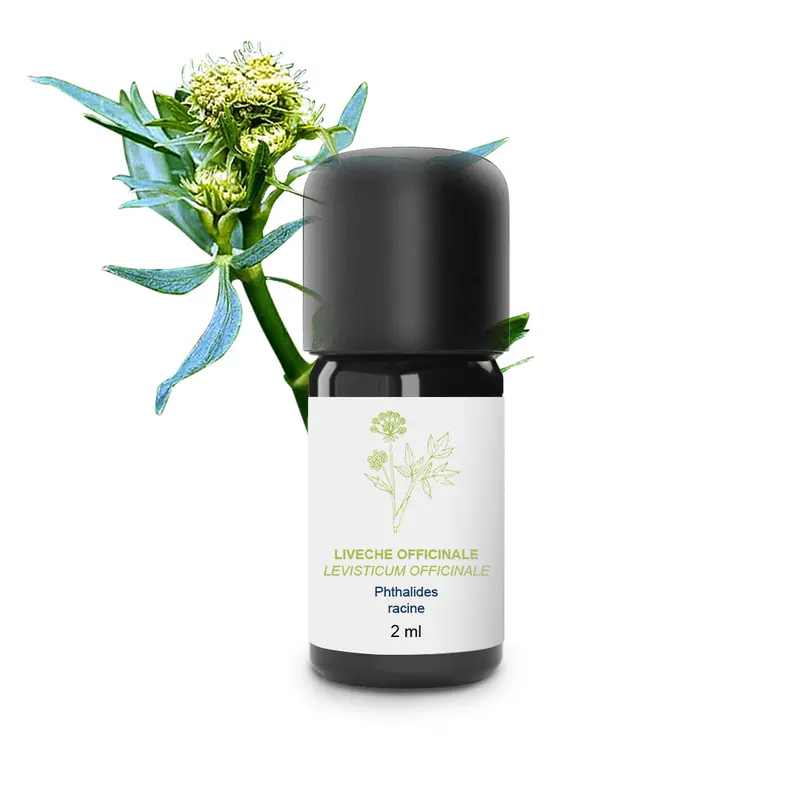 Huile Essentielle de Livèche (Racine) 100% Bio et Artisanal