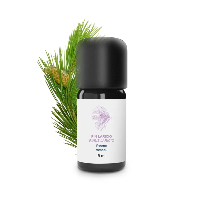 Huile Essentielle de Pin larichio 100% Bio et Artisanal