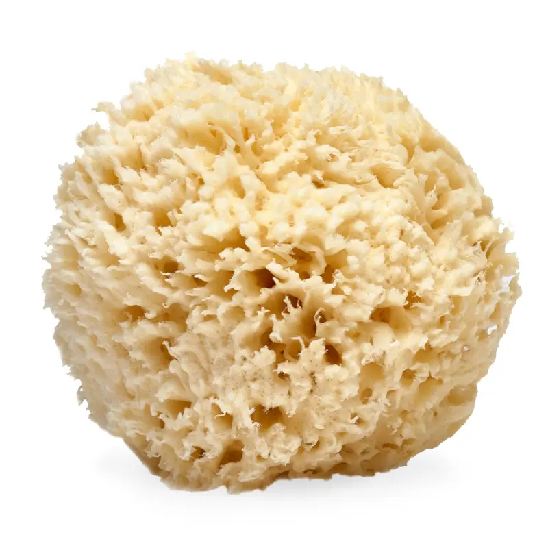 LATHER - Éponge naturelle de mer 5-6 pouces | Gommage corporel exfoliant hypoallergénique et cruelty-free